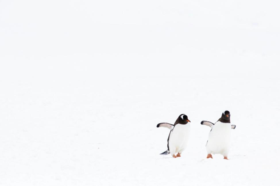 AdGuard for Linux v1.0、登場