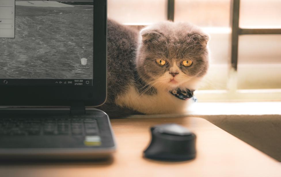 AdGuard para Windows v7.22: melhora nos userscripts